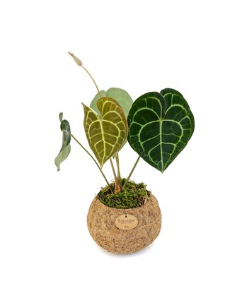 Anthurium Clarinervium Bitkisi